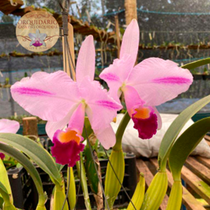 Orquídea Cattleya trianae Celio Nascimento (CORTE)