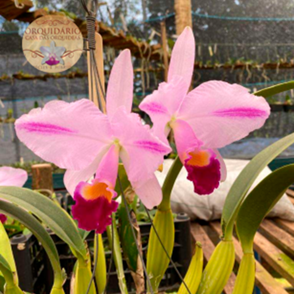 Orquídea Cattleya trianae Celio Nascimento (CORTE) - Orquiloja