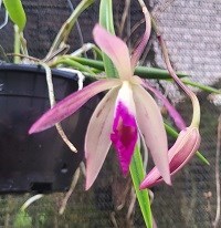 Registro Disponível: Cattleya Tropical Pointer x Brassavola martiana 