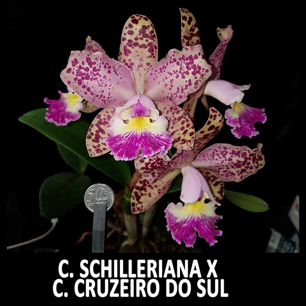 Orquídeas Cattleya schilleriana X Cruzeiro Do Sul
