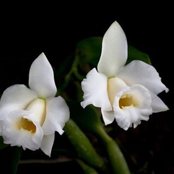 Orquídea Laelia alaorii alba (Hadrolaelia)