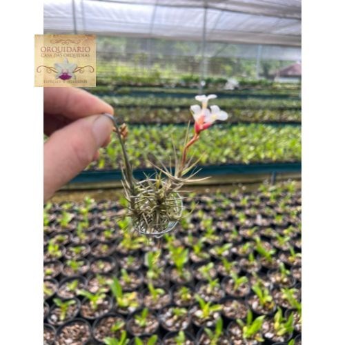 Tillandsia oliveirae