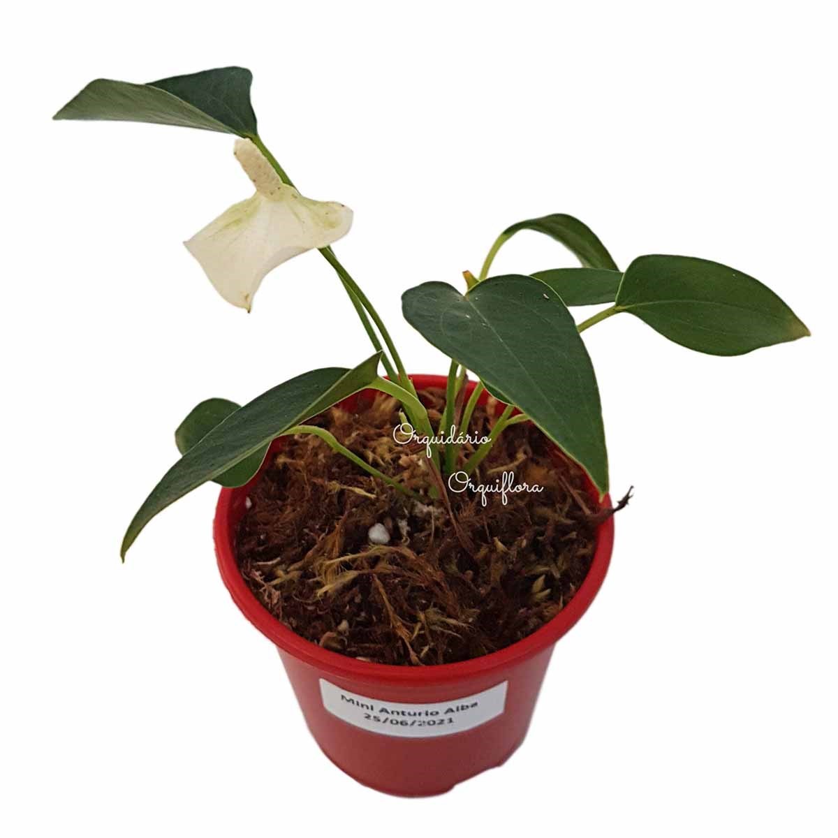 Mini Antúrio Alba Muda Jovem Florida Planta Natural Com Vaso