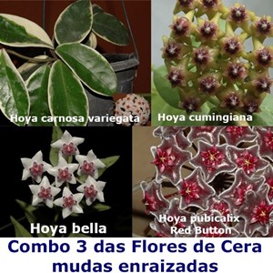 Combo Promocional De Flores De Cera Nº3 (mudas Enraizadas)
