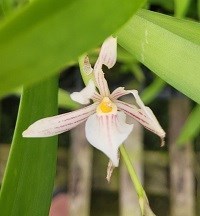 Kit com 03 Prostechea