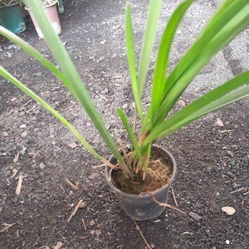 Orquídea Arpophillum giganteum