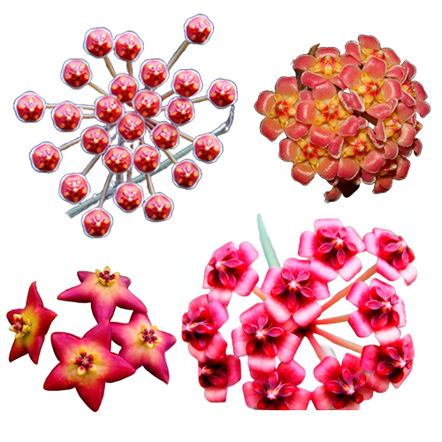 Combo das flores de cera rosadas - mudas enraizadas