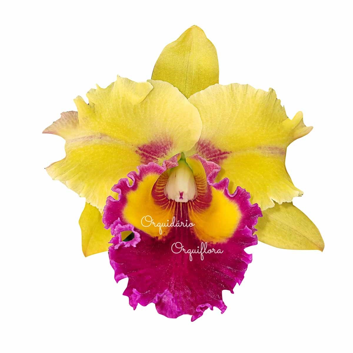Orquídea Cattleya Flor Amarela Planta Adulta