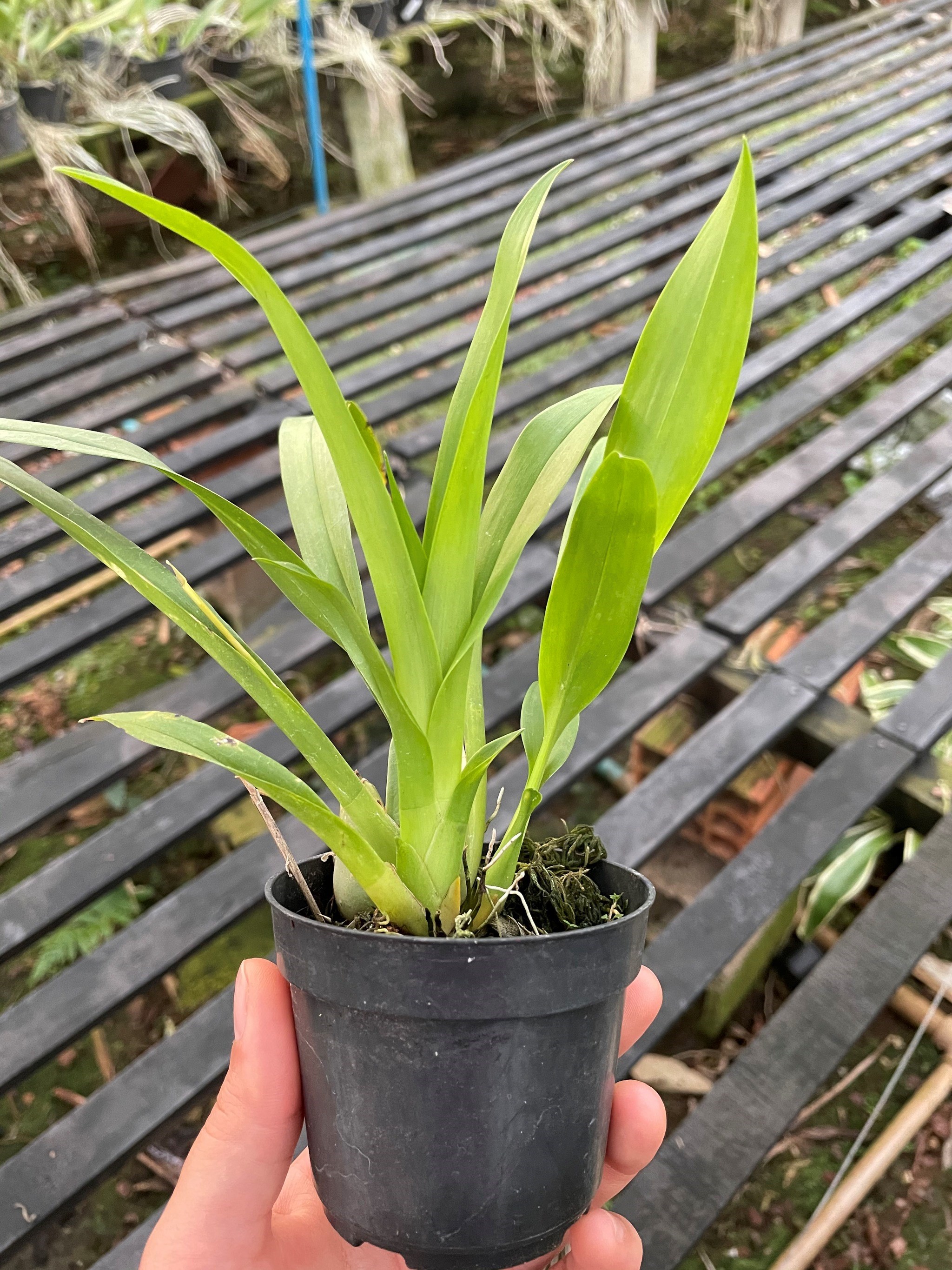 Orquídea Oncidium Twinkle (cores diversas)