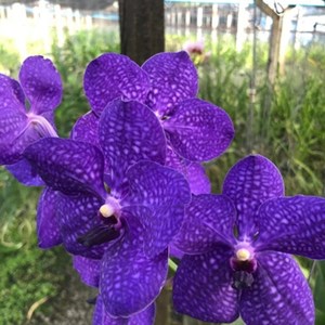 Orquídea Vanda Roxa - Adulta