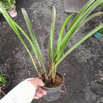 Orquídea Arpophillum giganteum