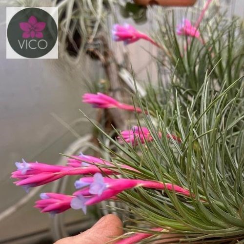 Tillandsia tenuifolia Milagrenses