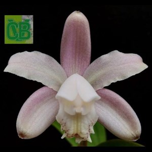 Orquídea Cattleya kerrii - S1315