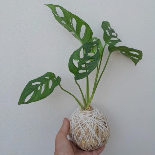 Kokedama de Monstera adsonii para presente