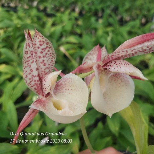 Catasetum Sumani - ADULTO 