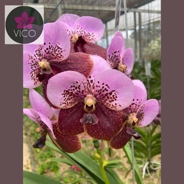 Orquídea (Vanda Tawessuka x Vanda Lenavat) x Vanda Pinchai Beauty
