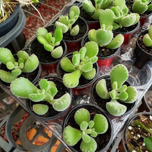 Mini Suculenta Pata De Urso ( Cotyledon Tomentosa )