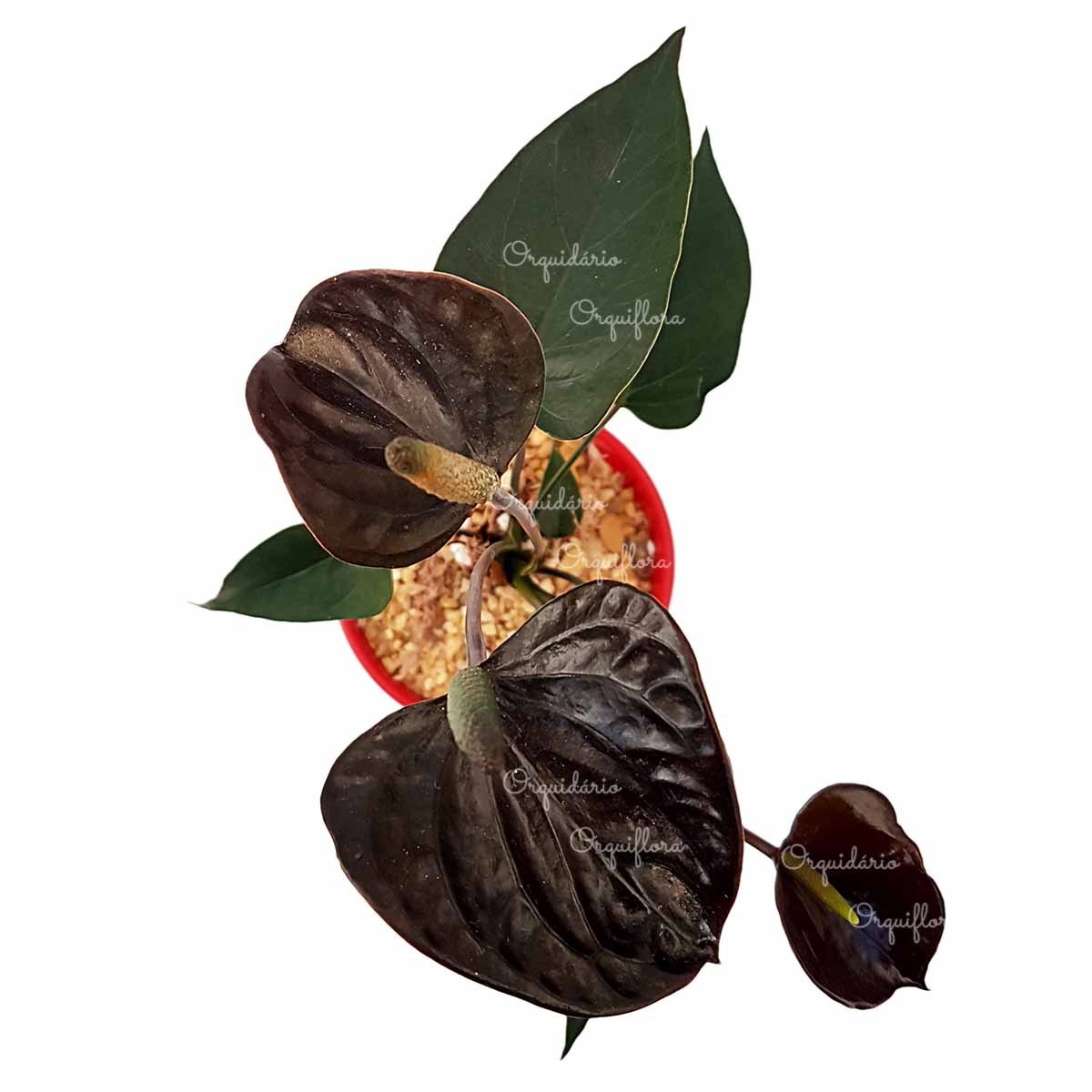 Mini Anturio Negro Muda Jovem Florida Planta Natural No Vaso