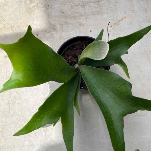 Folhagem Chifre-de-Veado (Platycerium bifurcatum)