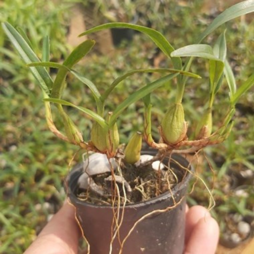 Orquídea Maxillaria cerifera