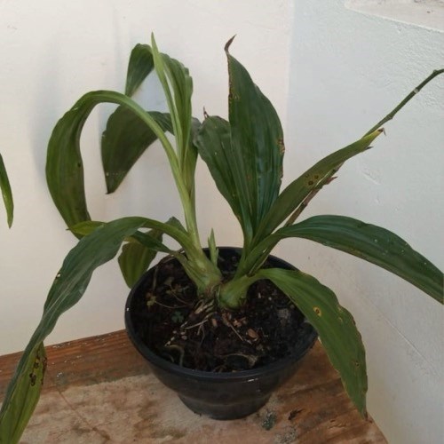 Phaius alba x Phaius tankervilleae (Capuz de Freira)