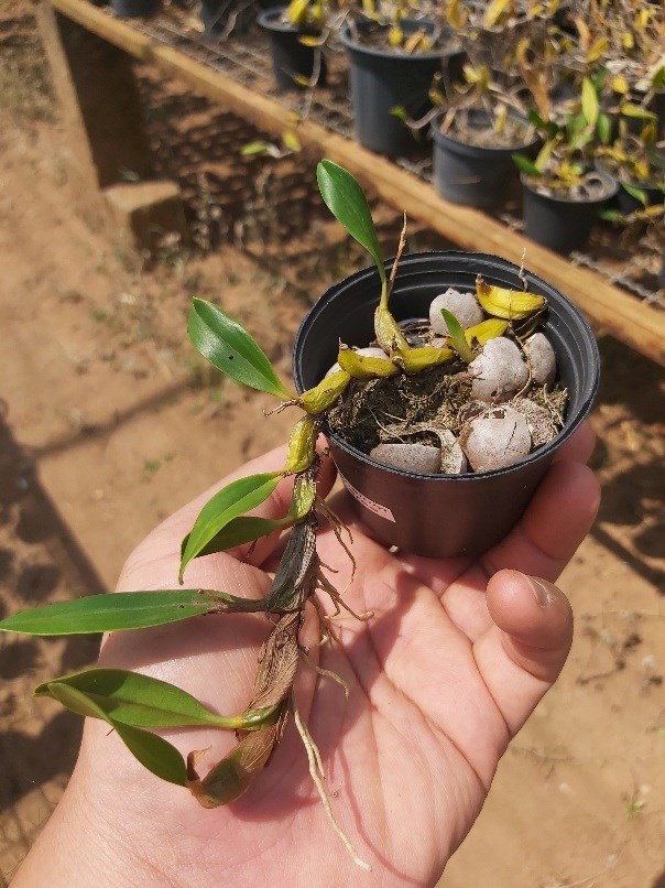 Orquídea Epigeneium nakaharae