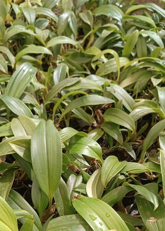 Bulbophyllum (lobbii x reticulatum)