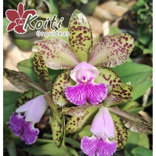 Orquídea Cattleya Akimi Haneda x Cattleya Leopoldii - Tamanho 4