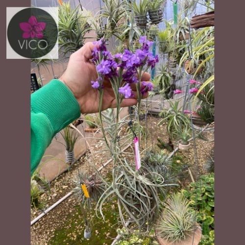 Tillandsia streptocarpa