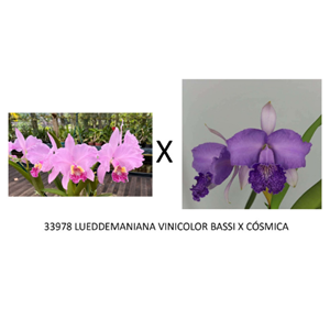 Frasco de orquídea 33978 LUEDDEMANIANA VINICOLOR BASSI X CÓSMICA