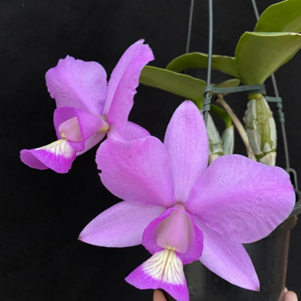 Orquídea Cattleya Nobilior Yuriko x Cn. DRW com flor 