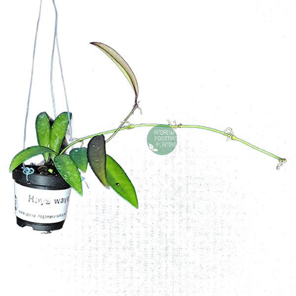 Flor de cera Hoya wayetii - muda enraizada no pote nº 6