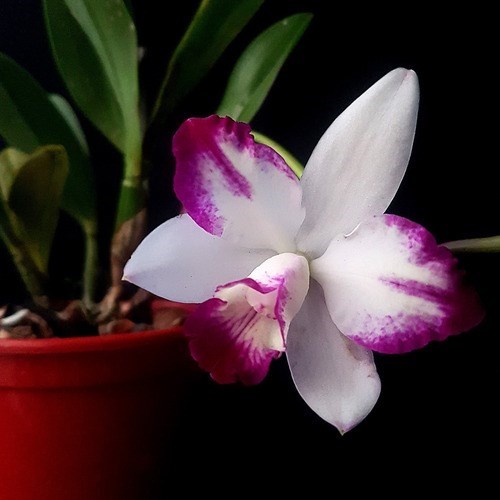 Orquídea Lc Haw Angel Small Beauty ! Planta Adulta Com Vaso