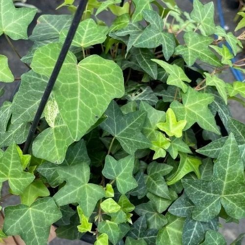 Folhagem Hera Estrela (Vaso de Cuia)