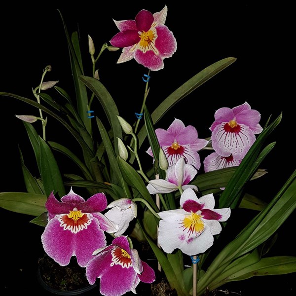 Orquídeas Adultas Raras Miltonia Colômbianas O Amor Perfeito