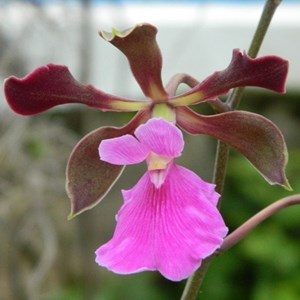 Orquídea Encyclia cordigera atropurpurea
