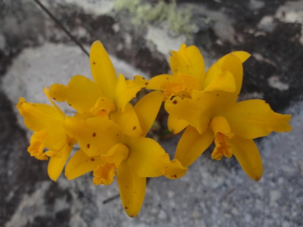Laelia briegerii “pelorica”