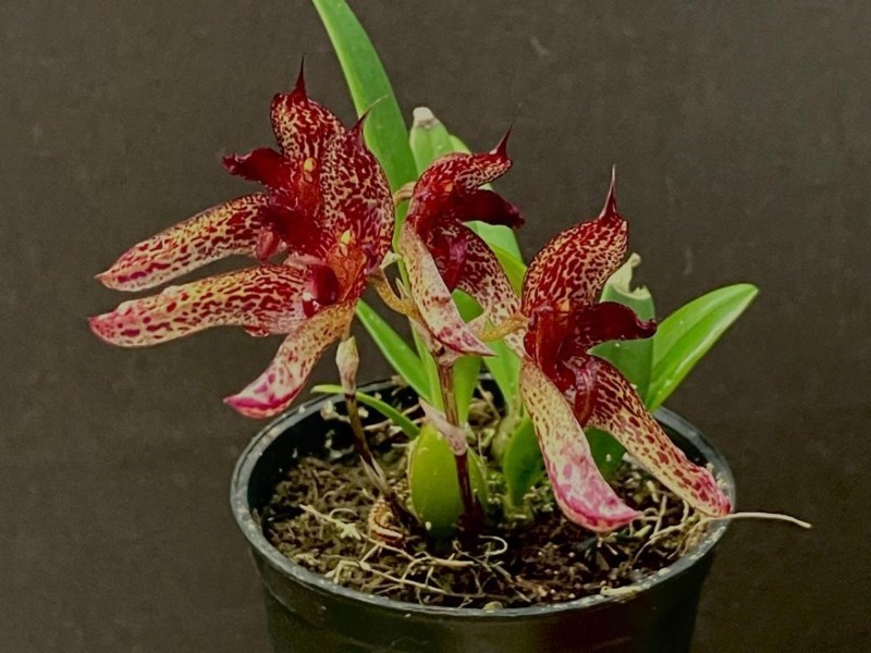 Bulbophyllum (cruentum x longiflorum)