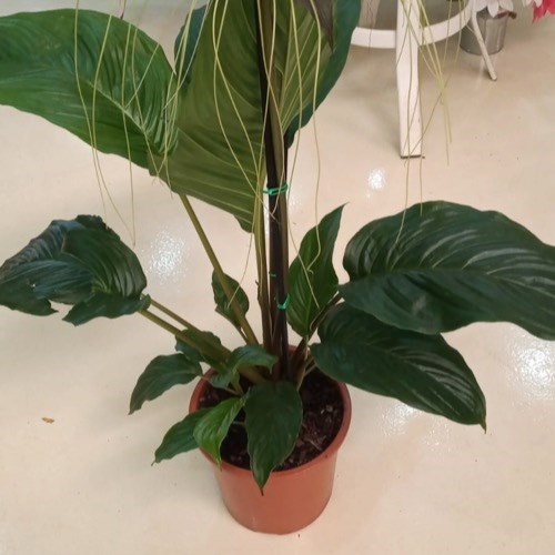 Flor Morcego (Tacca chantrieri)