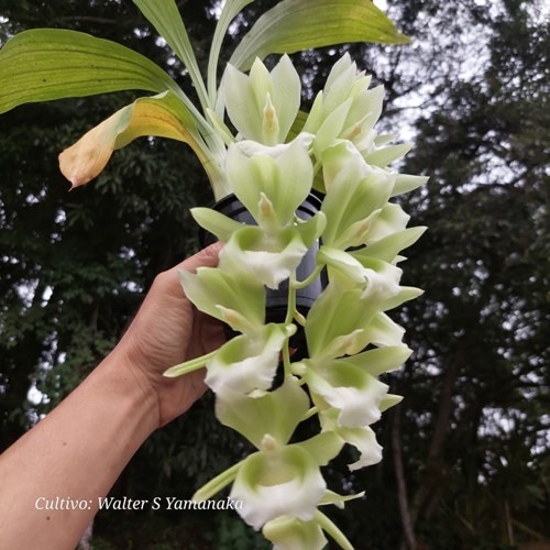 Clowesetum Raymond Lerner - Adulto