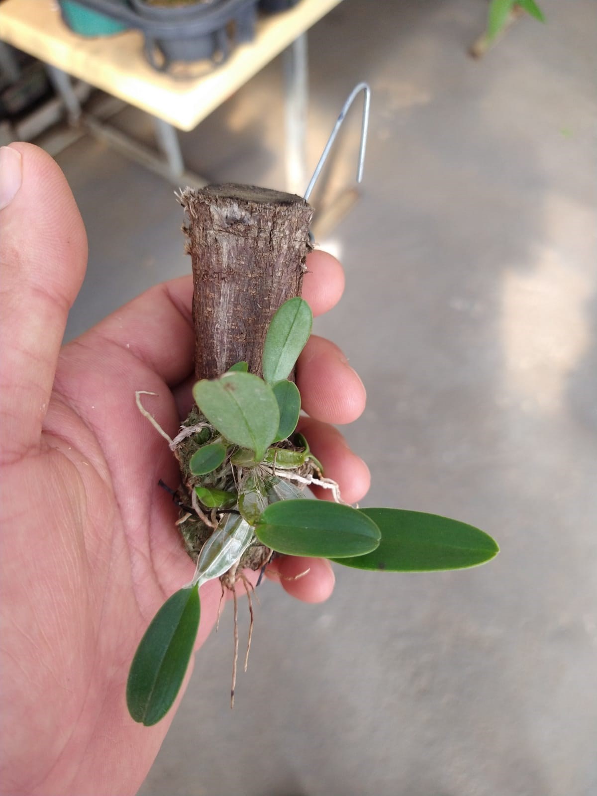 Orquídea Dendrobium aggregatum