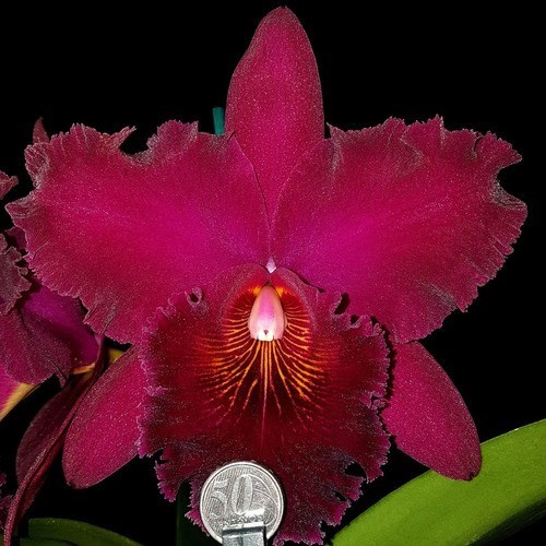 Orquidea Blc. Chia Lin New City !!! Planta Adulta