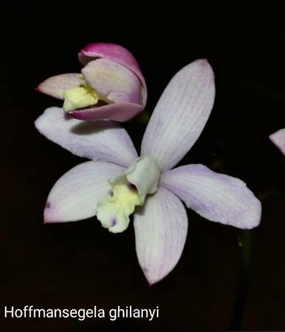 Orquídea Hoffmansegela ghillanyii (=Laelia ghillanyii)