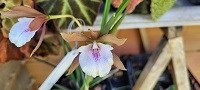 Registro Disponível: Encyclia Rioclarense x Brassavola tuberculata
