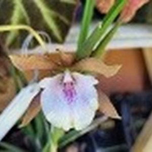 Registro Disponível: Encyclia Rioclarense x Brassavola tuberculata