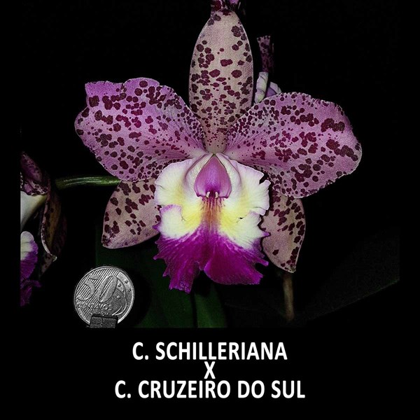Orquídeas Cattleya schilleriana X Cruzeiro Do Sul