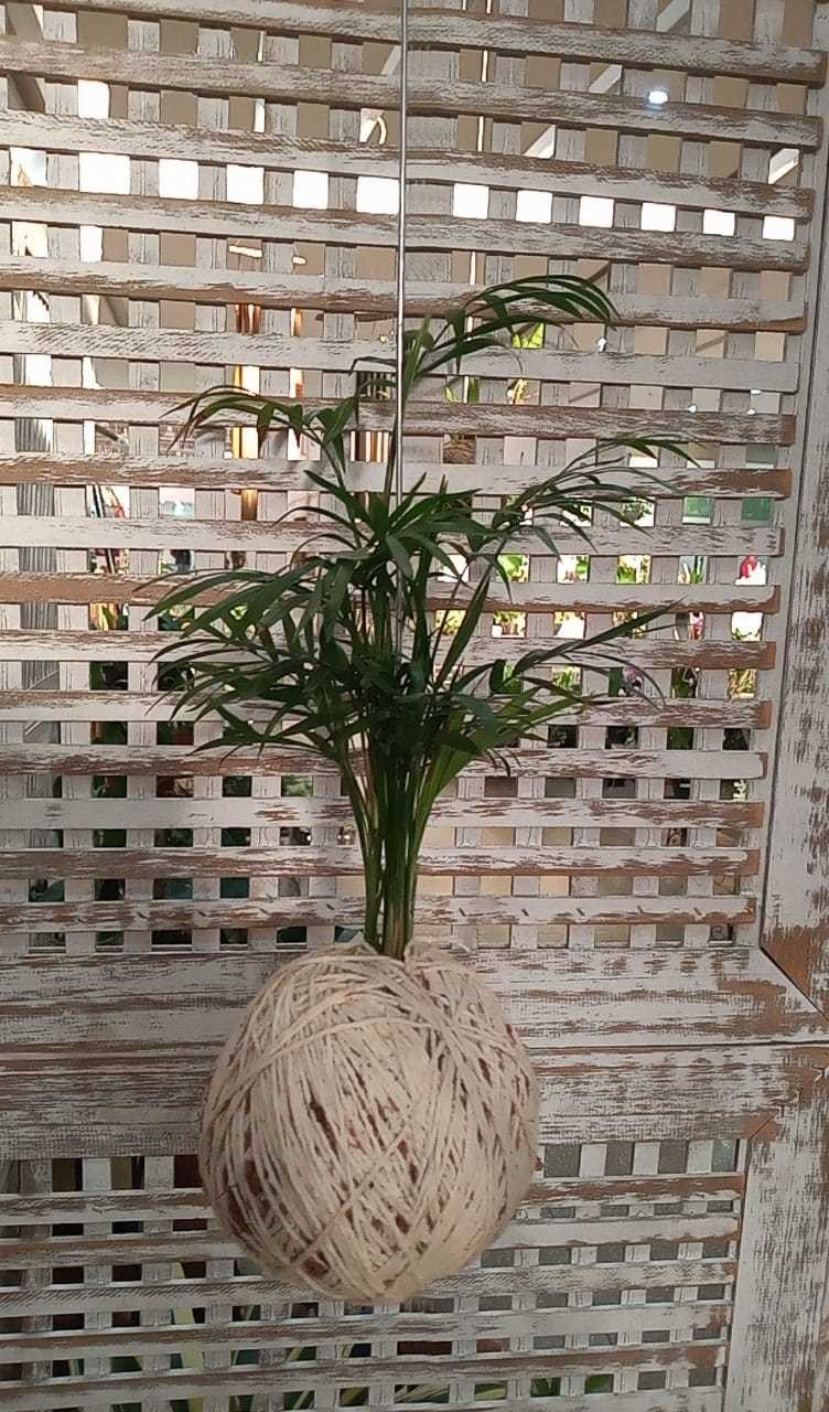 Kokedama de Chamaerangis