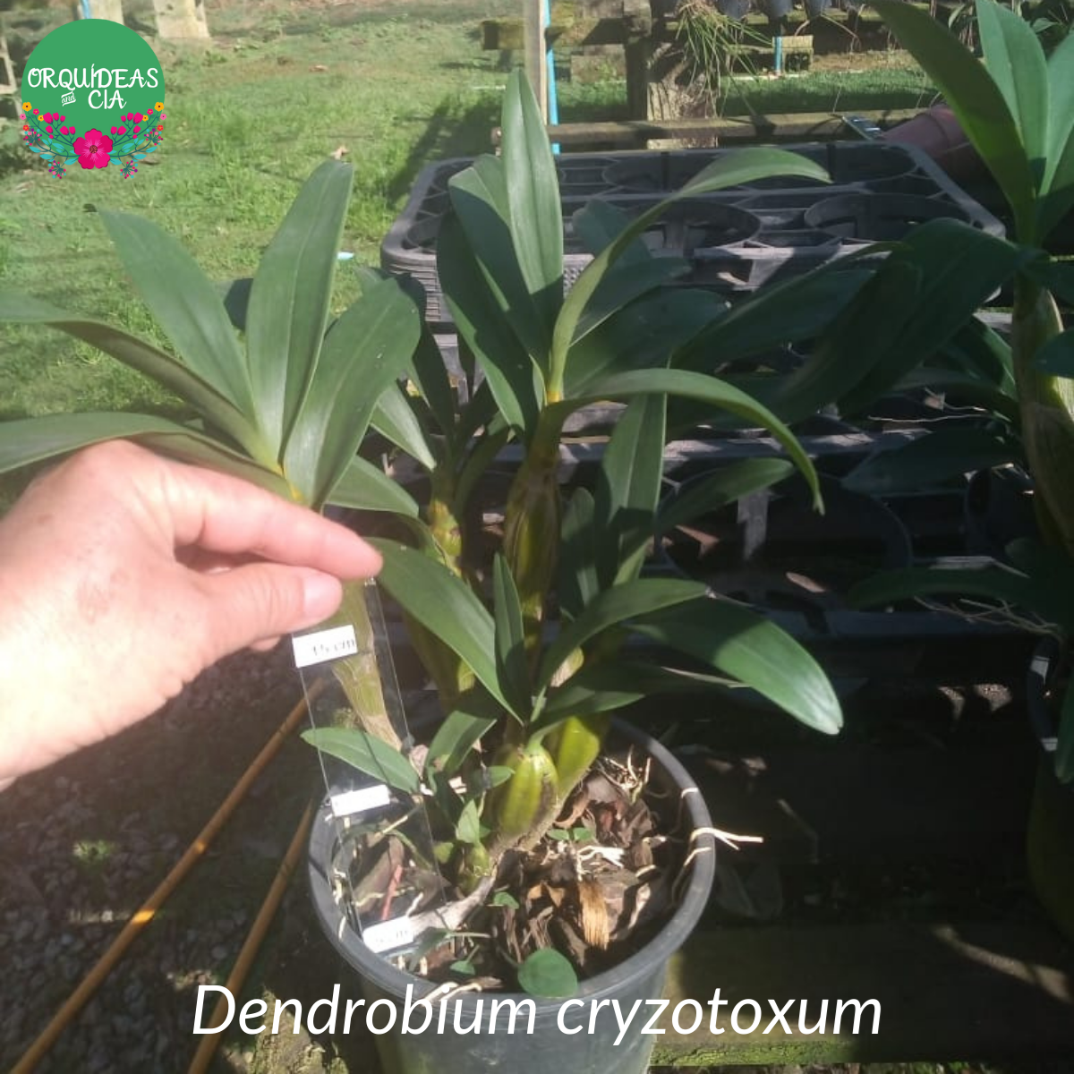 Orquídea Dendrobium chrysotoxum