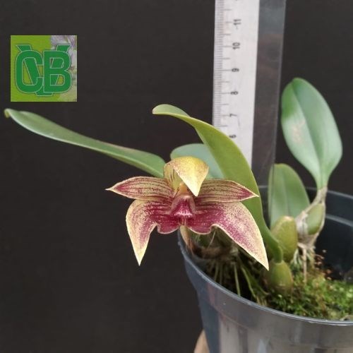 Bulbophyllum (dearei “Matt” x frostii)