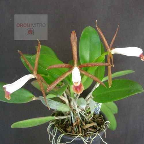 Cattleya Araguaiensis